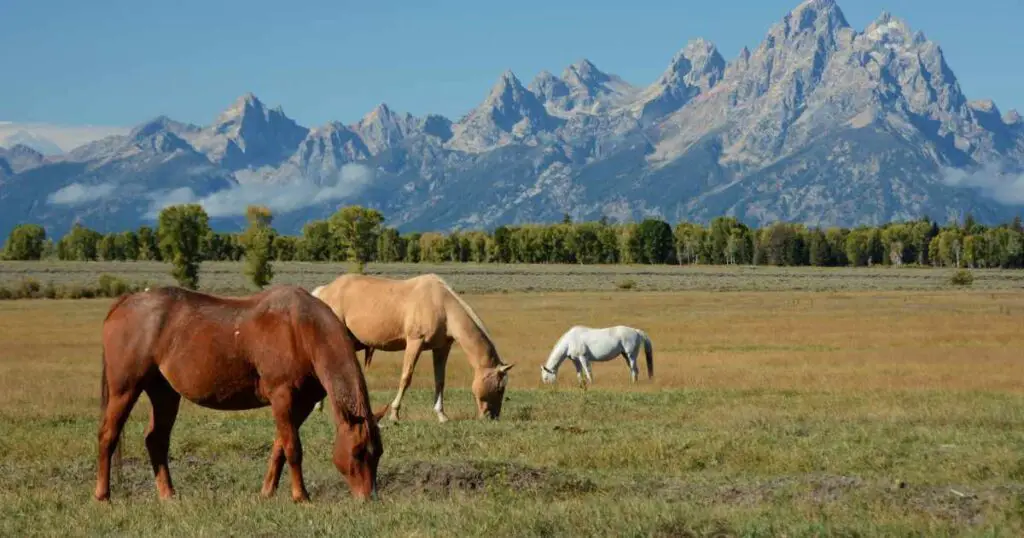  Ranch with horses